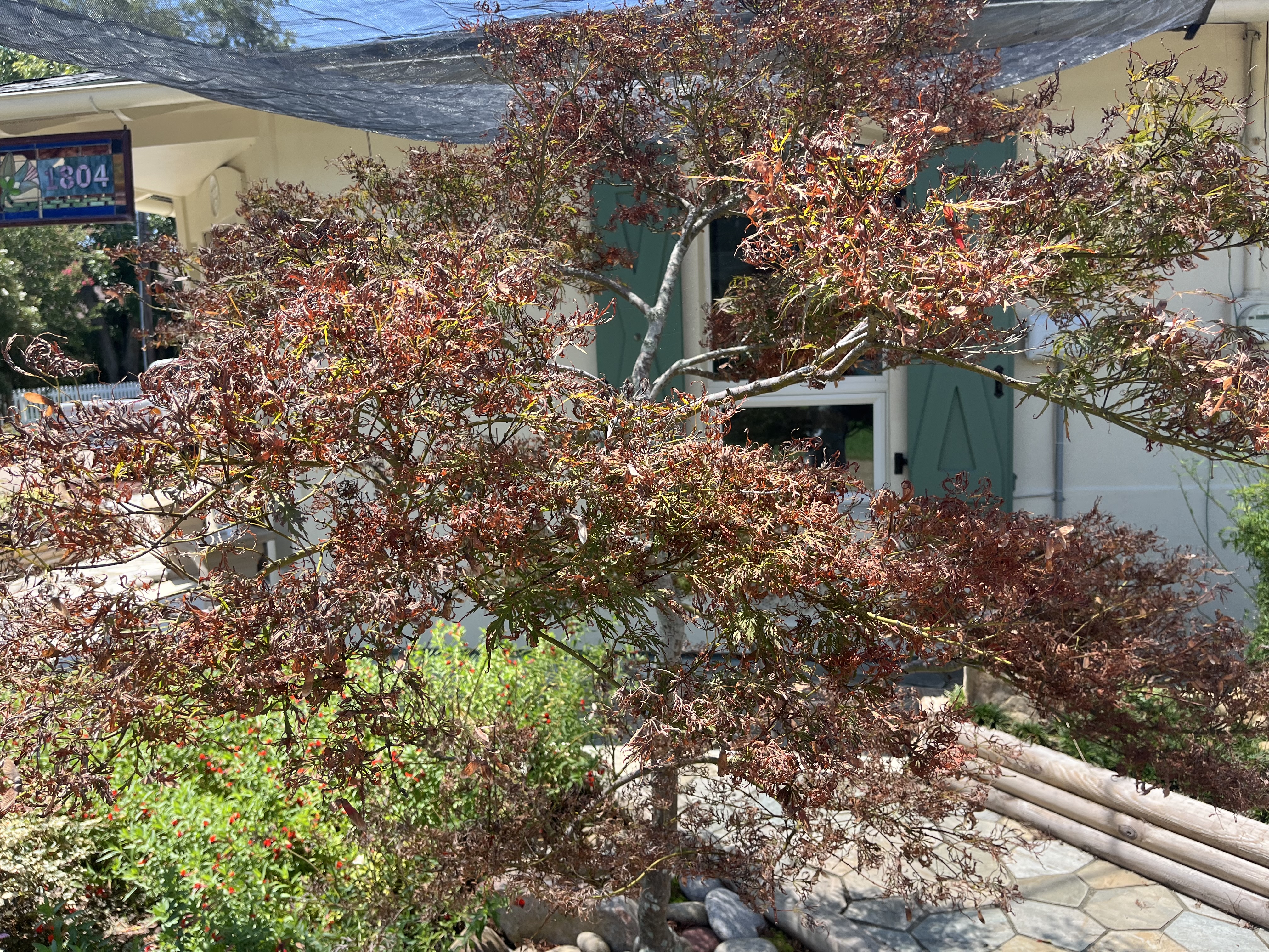 Covers can also cast shade over sun-sensitive species, like Japanese maple.
